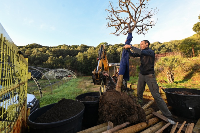 Végétalisation de l’espace public : en novembre, on plante Végétalisation de l’espace public : en novembre, on plante