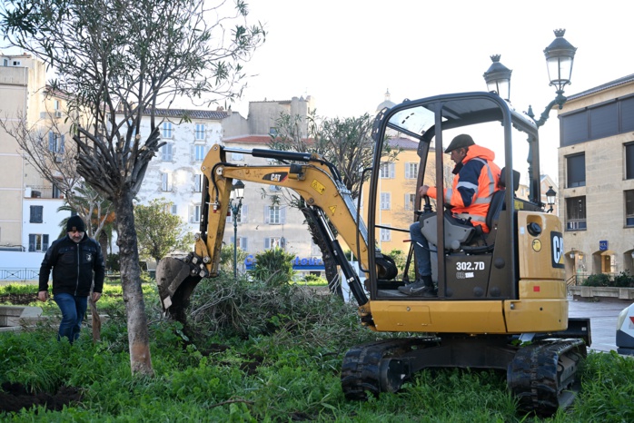 Opération de déracinement à la pelleteuse (en premier plan un laurier-tige) sur la place du Diamant Opération de déracinement à la pelleteuse (en premier plan un laurier-tige) sur la place du Diamant