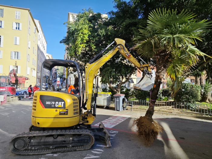Un palmier humilis déraciné pour être ensuite replanté Un palmier humilis déraciné pour être ensuite replanté
