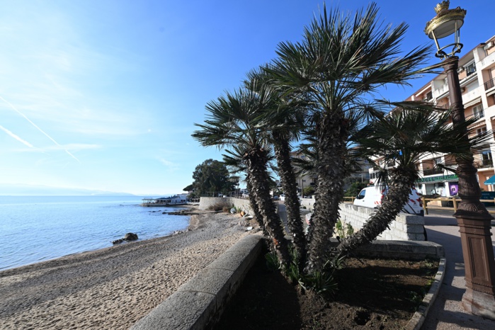 Une opération de « transplantation » d’arbres sur la place du Diamant Une opération de « transplantation » d’arbres sur la place du Diamant
