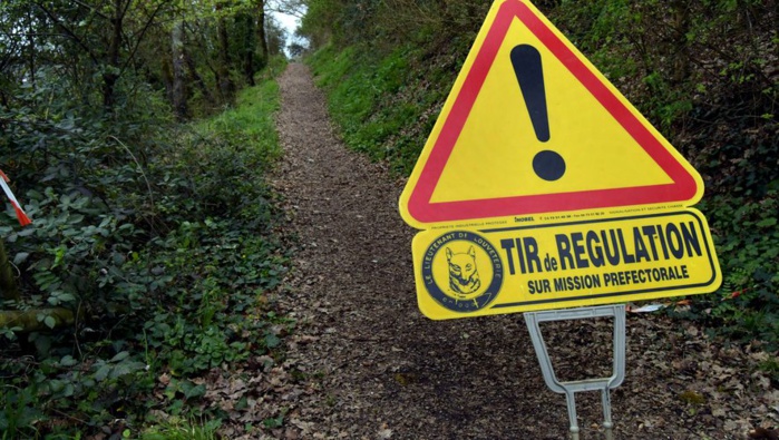 Régulation des sangliers sur le territoire ajaccien : une battue administrative aura lieu ce samedi 30 mars Régulation des sangliers sur le territoire ajaccien : une battue administrative aura lieu ce samedi 30 mars