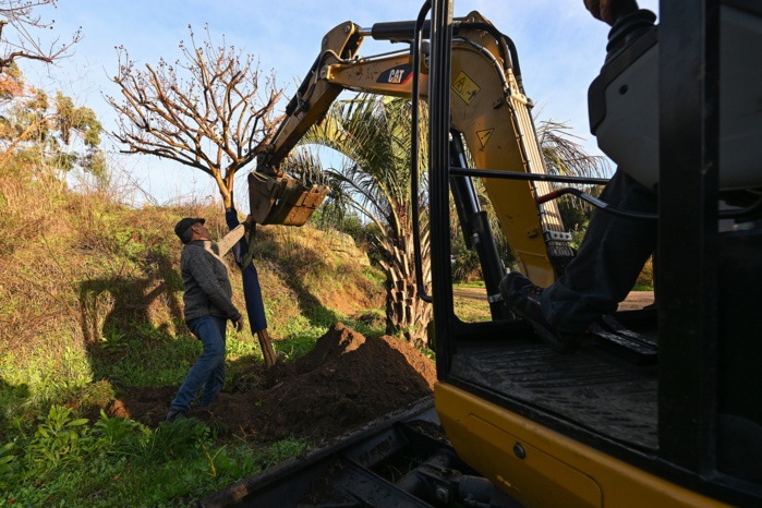 La pépinière accueille provisoirement des arbres issus de zones de travaux et réimplantés sur l’espace publique. Ces opérations sont réalisées grâce à l’équipe des moyens lourds de la Ville d’Ajaccio.