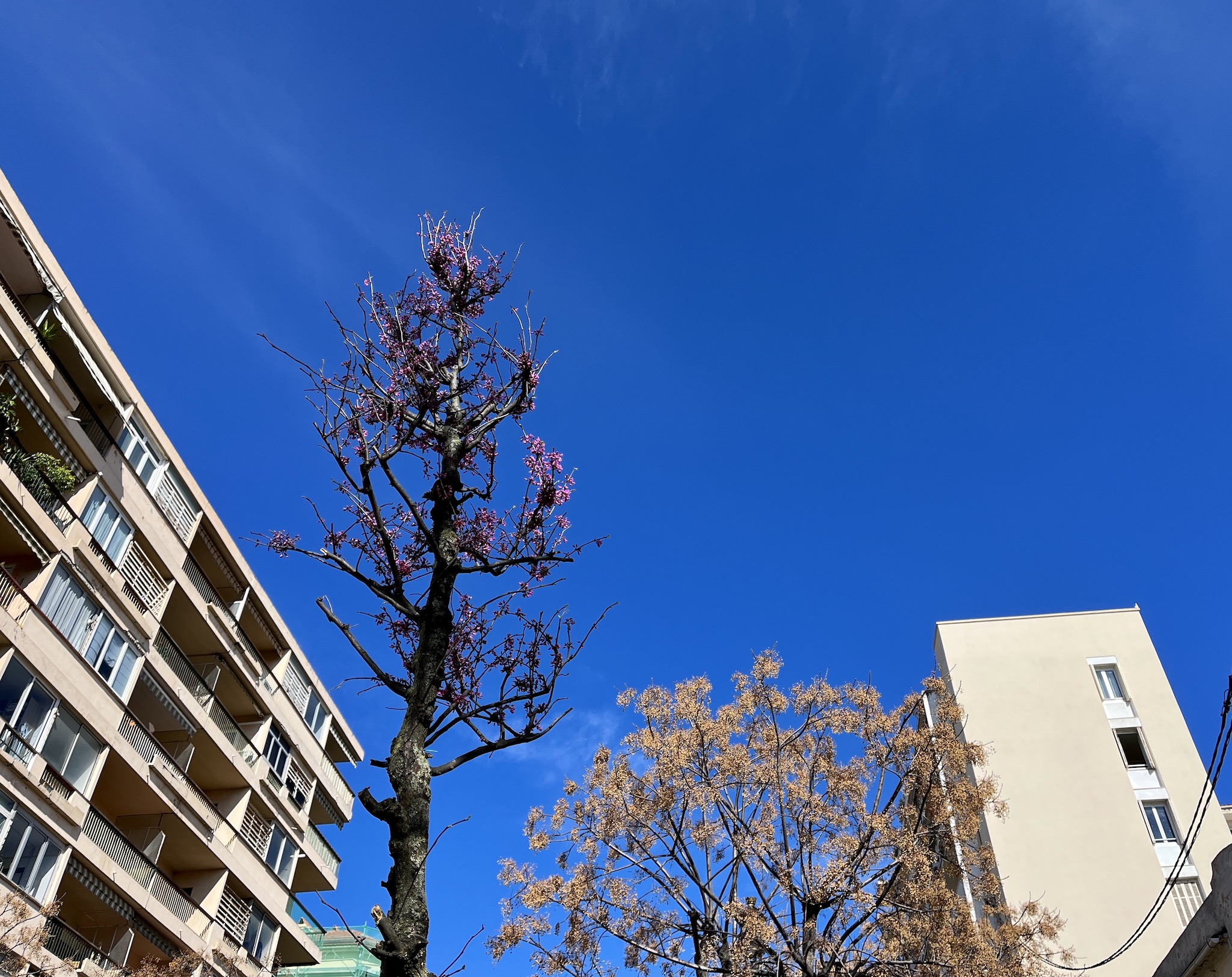 Végétalisation urbaine, une démarche écologique, économique et salutaire