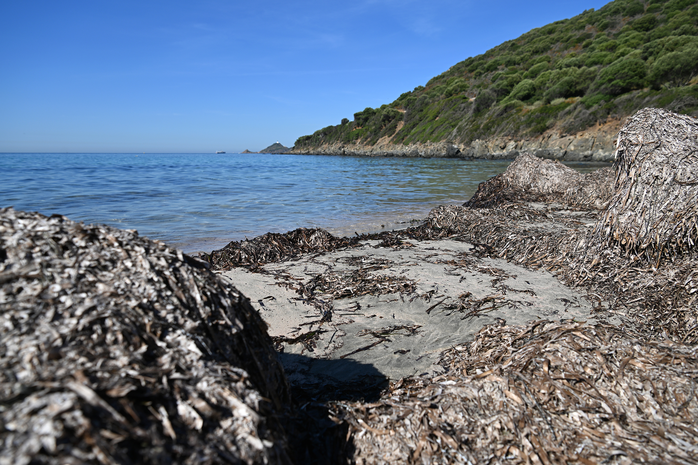 Les posidonies alliées précieuses de l’écosystème littoral
