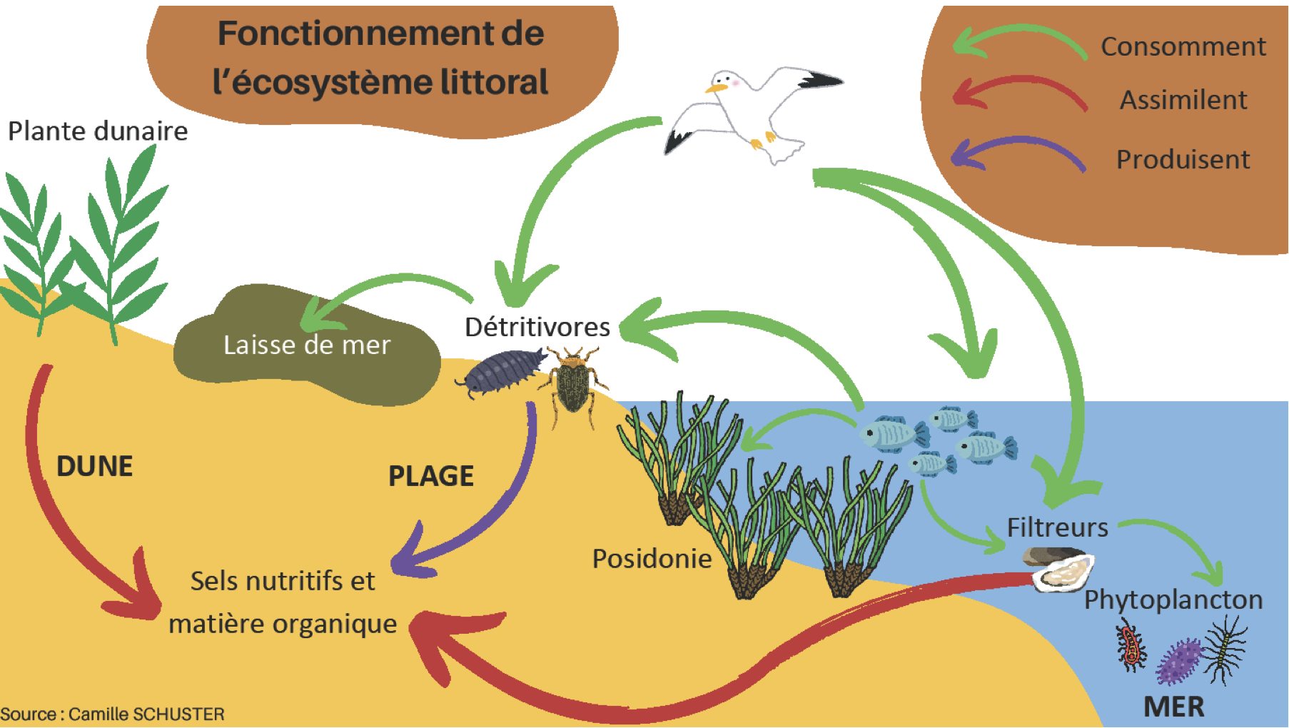 Pour un nettoyage des plages plus durable