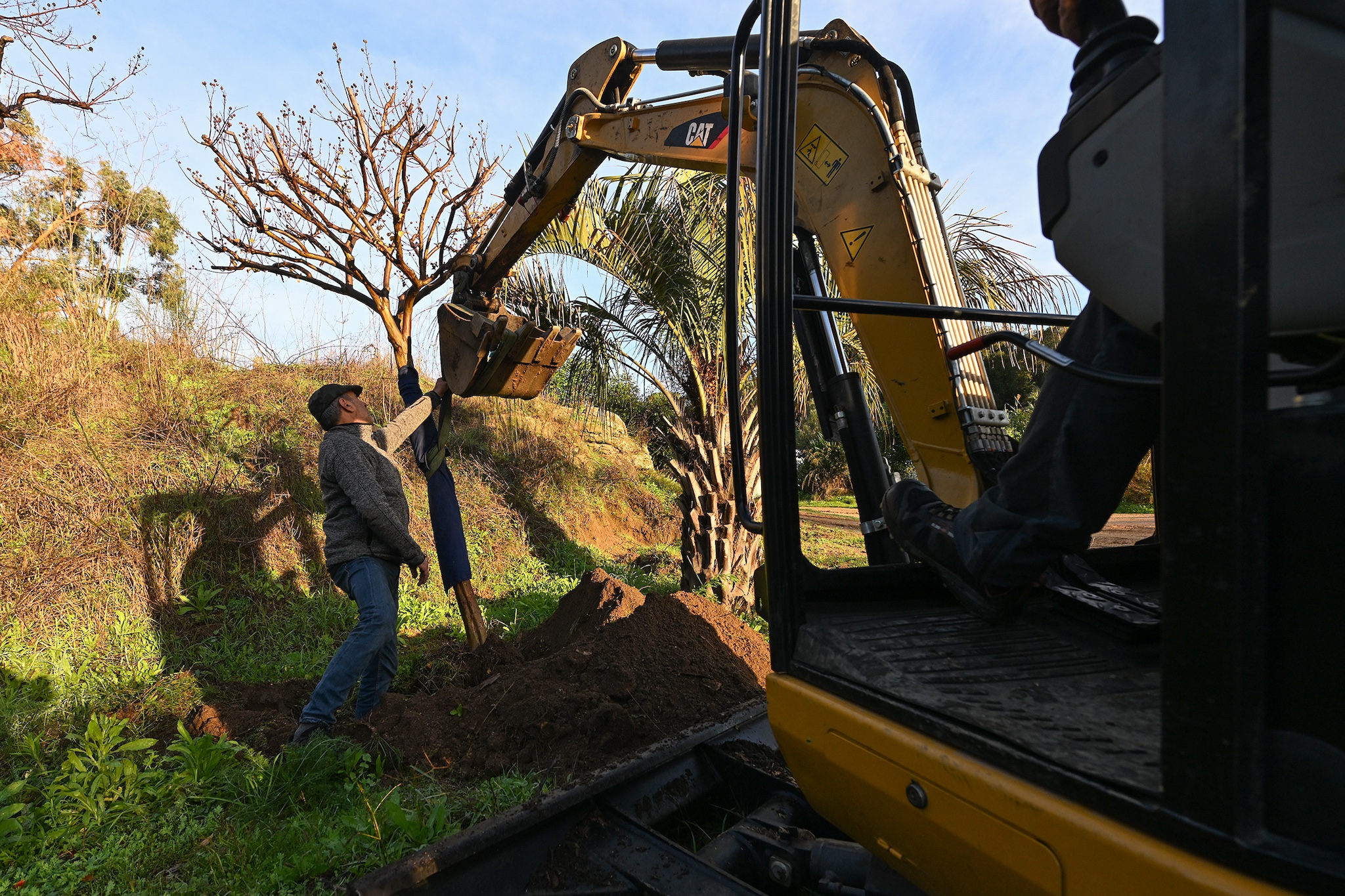 La pépinière accueille provisoirement des arbres issus de zones de travaux et réimplantés sur l’espace publique. Ces opérations sont réalisées grâce à l’équipe des moyens lourds de la Ville d’Ajaccio.