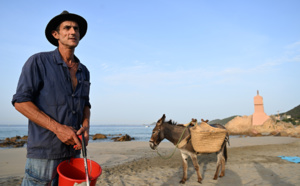 En avant la traction animale !