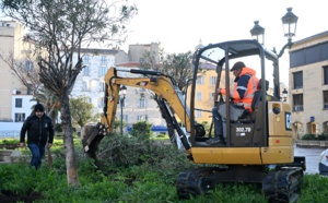 Une opération de « transplantation » d’arbres sur la place du Diamant