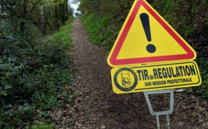 Régulation des sangliers sur le territoire ajaccien : une battue administrative aura lieu ce samedi 30 mars