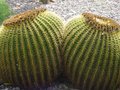 Cactus Cactus