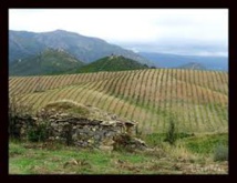 STORIA DI CORSICA-ECUNUMIA: 1968, U Primu AOC Di Corsica STORIA DI CORSICA-ECUNUMIA: 1968, U Primu AOC Di Corsica