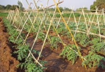 Sensec irrigation Sénégal et Afrique de l'ouest