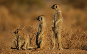 Gérer efficacement votre contenu