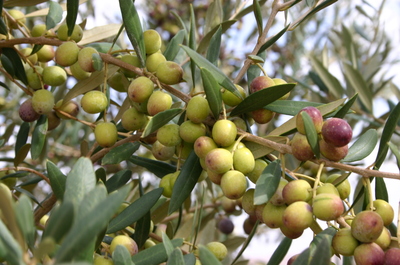 L'Iran et l'Algérie établissent un protocole de coopération dans la culture des oliviers