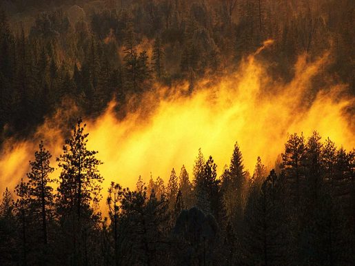 Incendie de forêt (PHOTO : DR)