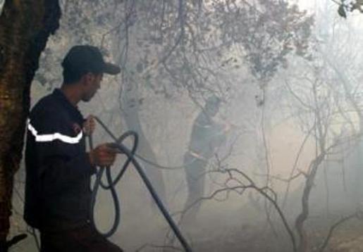 Bejaïa : 42 feux de forêt en deux jours 