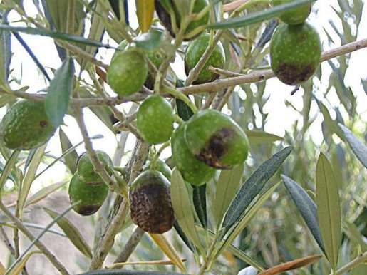 Olives atteintes par la mouche de l'olivier ou Dacus olea (PHOTO : DR)