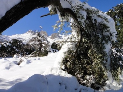 Olivier sous la neige (PHOTO: Agoumatine)