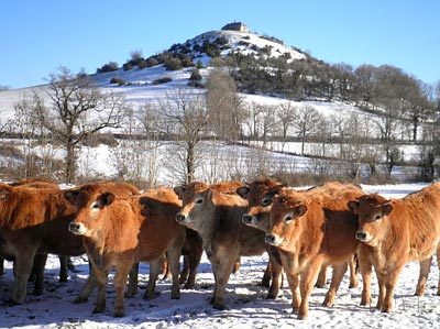 Tizi-Ouzou : les chutes de neige affectent l'activité élevage de la région