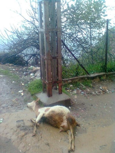 Taddart Oufella : un animal s'électrocute à son passage près d'un poteau électrique