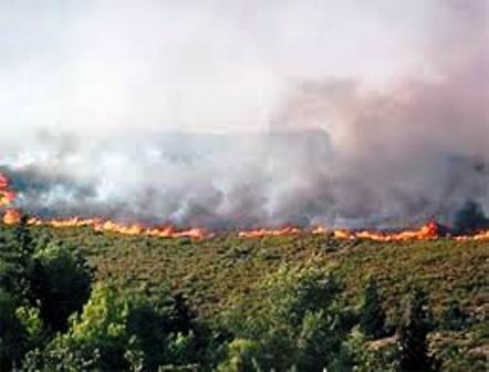 Plusieurs forêts ont été ravagées par les flammes en Kabylie. PH/Siwel
