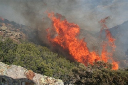 Des milliers d'hectares ont été ravagés par les flammes. PH/DR