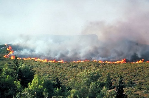 Plusieurs forêts ont été décimées par les feux. PH/DR