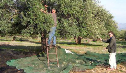 Oléiculture : la Kabylie produit la meilleure huile d'olive en Algérie