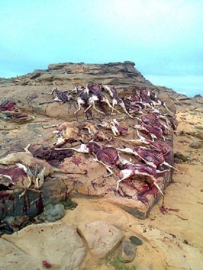 Silence du pouvoir devant le massacre de l'outarde et de la gazelle par les émirs braconniers dans le désert algérien. PH/DR