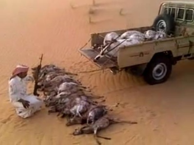 Algérie : Les braconniers sont de retours  pour décimer outardes et gazelles du désert