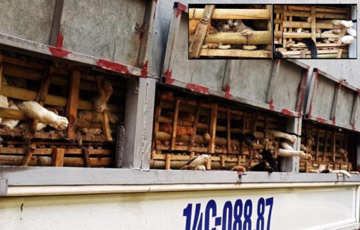 Vietnam: des milliers de chats enterrés...vivants ! Vietnam: des milliers de chats enterrés...vivants !