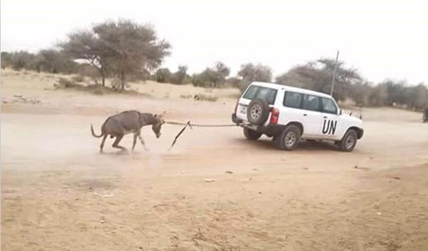 Scandaleux! ... Un véhicule de la Mission onusienne au Mali traîne derrière lui un âne qu'elle fait visiblement souffrir. (PH/Facebook)
