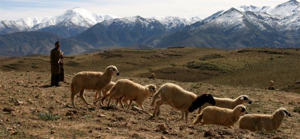 Des militants de la cause Berbère Marocains dénoncent : Guerre économique aux Amazighs !