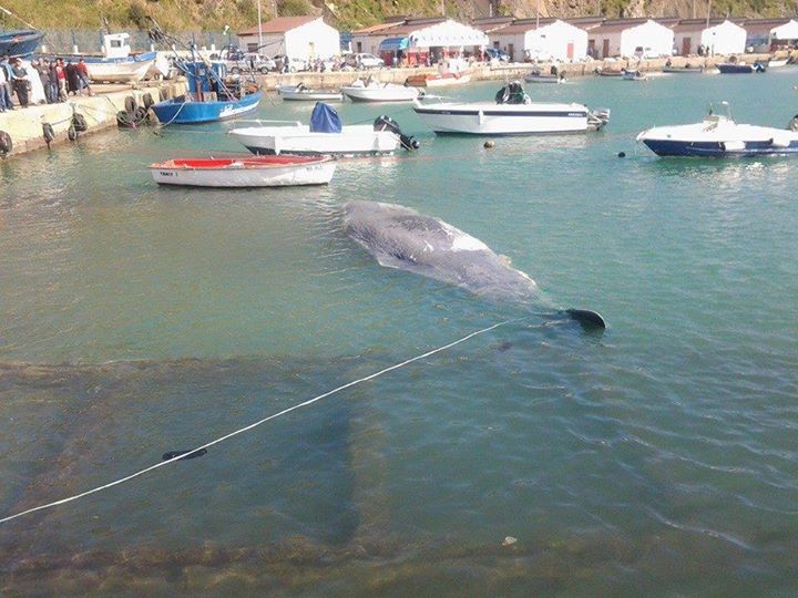 Kabylie : une baleine s’échoue sur les côtes d’Azeffun