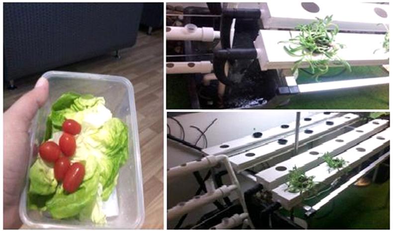 Contribution : " La Kabylie et ses richesses agricoles " par Slimane Hallah