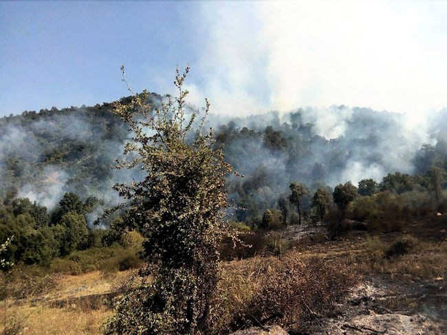 Incendie dans la forêt d'Akfadu : « il a été provoqué par des militaires algériens » (vidéo)