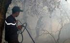 Bejaïa : 42 feux de forêt en deux jours 