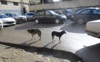 Bouzeguene : campagne d’abattage de chiens errants