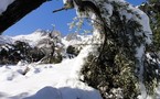 Environ 50% des oliveraies de montagne de la wilaya de Tizi-Ouzou endommagées par la neige