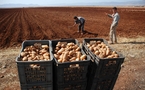 Une production de 405.000 quintaux de pomme de terre prévue à Tizi-Ouzou