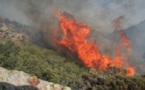 Vgayet : 254 hectares d’oliviers ravagés par le feu