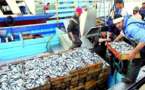 Une femme cadre dans un ministère en a fait la confidence : le poisson pêché en Algérie serait toxique