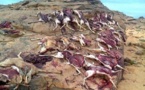 Chasse à l'outarde et à la gazelle en Algérie : les émirs braconniers achètent le silence des autorités