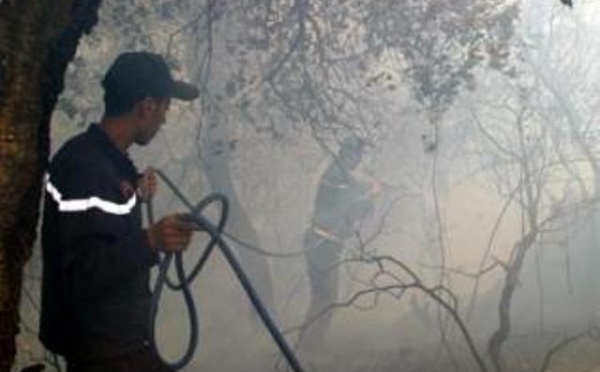 Bejaïa : 42 feux de forêt en deux jours 