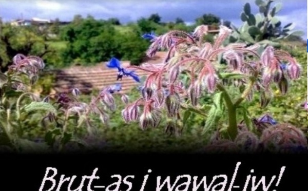 Première publication en langue kabyle de Noufel Bouzeboudja