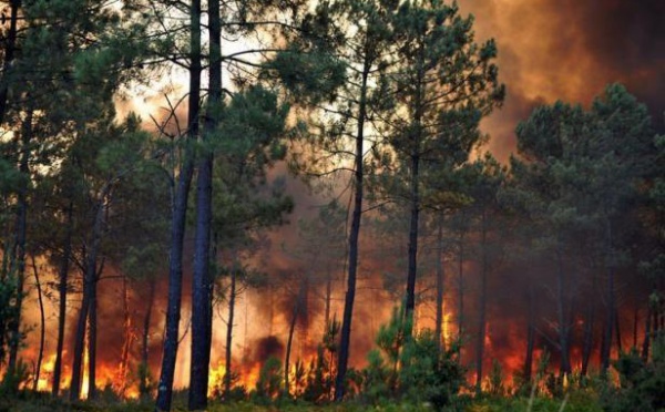 Feu de forêts en Kabylie : la responsabilité criminelle de l'armée algérienne de plus en plus évidente