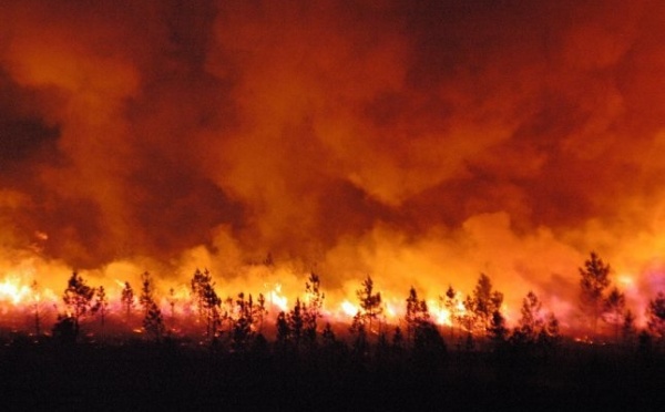 kabylie: 1550 arbres fruitiers partis en fumée à Tizi Wezzu
