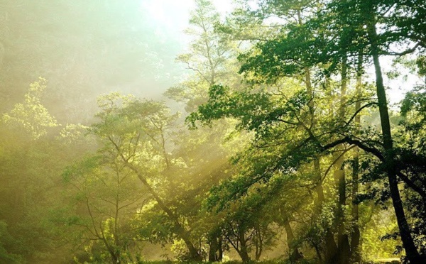 L’Association des Activités de Yakouren organise une vaste campagne de nettoyage bénévole dans la commune de Yakouren