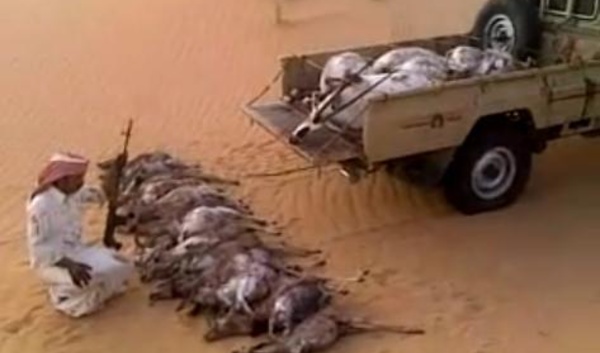 Algérie : Les braconniers sont de retours  pour décimer outardes et gazelles du désert