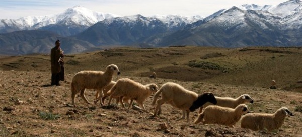 Des militants de la cause Berbère Marocains dénoncent : Guerre économique aux Amazighs !